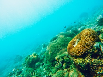 Korallen Schnorcheln
